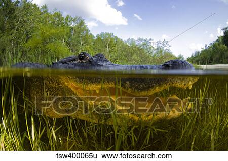 Split level view of an American Alligator, Florida Everglades. View Large Photo Image Stock Photograph - Split level view of an American Alligator, Florida Everglades.. Fotosearch