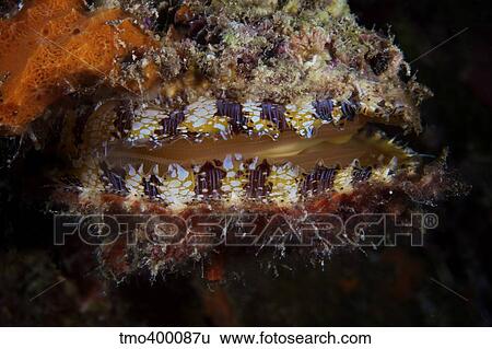 Sponge encrusted Oyster filters water to feed. View Large Photo Image Stock Photograph - Sponge encrusted Oyster filters water to feed.. Fotosearch