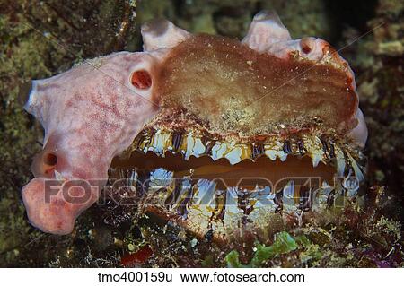Sponge encrusted oyster filters water to feed. View Large Photo Image Stock Photograph - Sponge encrusted oyster filters water to feed.. Fotosearch