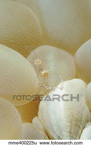 Spotted cleaner shrimp in beige bubble coral, North Sulawesi. View Large Photo Image Stock Photograph - Spotted cleaner shrimp in beige bubble coral, North Sulawesi.. Fotosearch