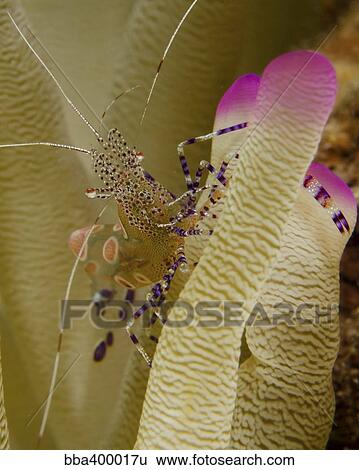 Spotted cleaner shrimp on pink tipped anemone in Curacao. View Large Photo Image Stock Photograph - Spotted cleaner shrimp on pink tipped anemone in Curacao.. Fotosearch