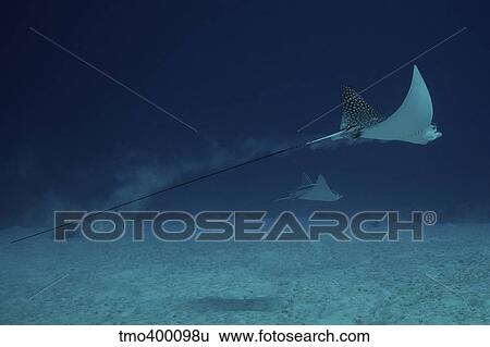 Spotted Eagle Rays glide effortlessly through the water. View Large Photo Image Stock Photograph - Spotted Eagle Rays glide effortlessly through the water.. Fotosearch