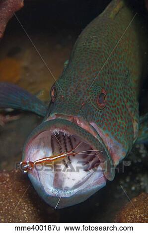 Spotted grouper with orange cleaner shrimp, Bali, Indonesia. View Large Photo Image Stock Photograph - Spotted grouper with orange cleaner shrimp, Bali, Indonesia.. Fotosearch
