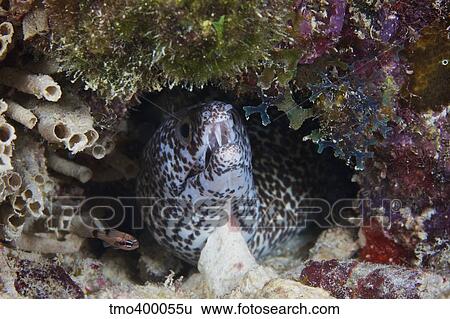 Spotted Moray Eel peaks his head out of his hole. View Large Photo Image Stock Photograph - Spotted Moray Eel peaks his head out of his hole.. Fotosearch