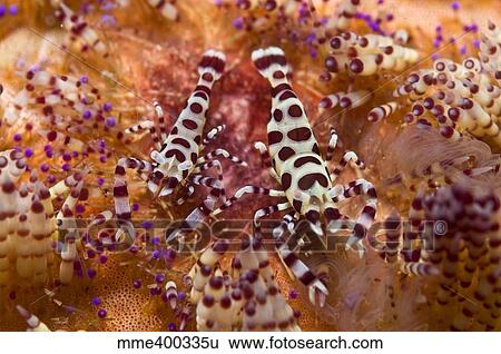 Stock Photograph - Spotted Periclimenes colemani shrimp on fire coral.. Fotosearch