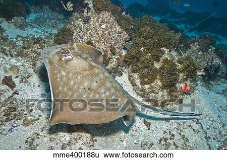 Stock Photograph - Spotted stingray, Byron Bay, Australia.. Fotosearch