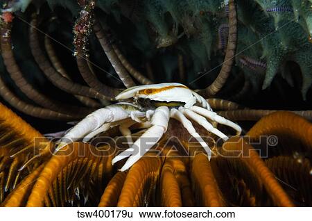 Squat Lobster carrying eggs, Indonesia. View Large Photo Image Stock Photograph - Squat Lobster carrying eggs, Indonesia.. Fotosearch