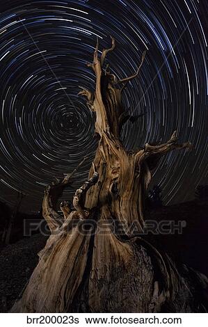 Star trails above a bristlecone pine tree, California. View Large Photo Image Stock Photograph - Star trails above a bristlecone pine tree, California.. Fotosearch