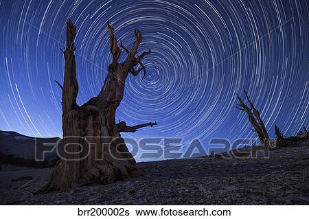 Stock Photograph - Star trails above an ancient bristlecone pine tree, California.. Fotosearch