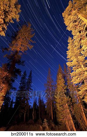 Stock Photograph - Star trails above campfire lit pine trees in Lassen Volcanic National Park.. Fotosearch