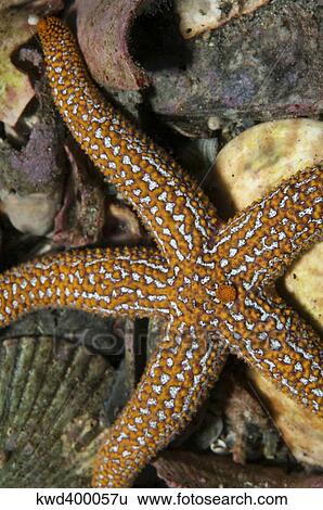 Starfish lying on sea floor amid shells in Atlantic Ocean. View Large Photo Image Stock Photograph - Starfish lying on sea floor amid shells in Atlantic Ocean.. Fotosearch