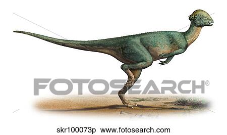 Stegoceras validus, a prehistoric era dinosaur. View Large Illustration Stock Illustration - Stegoceras validus, a prehistoric era dinosaur.. Fotosearch