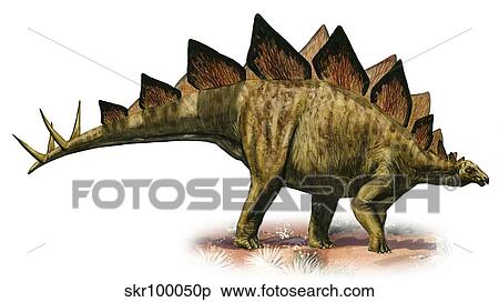 Stegosaurus armatus, a prehistoric era dinosaur. View Large Illustration Stock Illustration - Stegosaurus armatus, a prehistoric era dinosaur.. Fotosearch