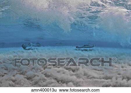Stingrays swimming along the sandbar, Grand Cayman. View Large Photo Image Stock Photograph - Stingrays swimming along the sandbar, Grand Cayman.. Fotosearch