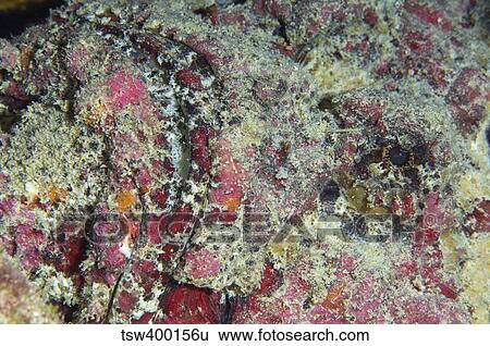 Stock Photograph - Stonefish portrait, Australia.. Fotosearch