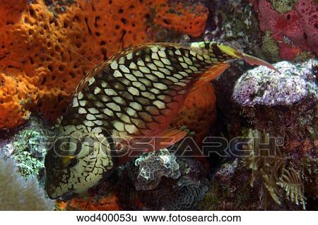 Stoplight parrotfish, Key Largo, Florida. View Large Photo Image Stock Photograph - Stoplight parrotfish, Key Largo, Florida.. Fotosearch