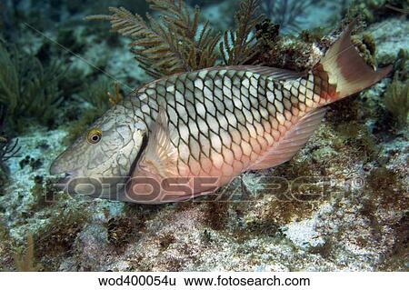 Stoplight parrotfish, Key Largo, Florida. View Large Photo Image Stock Photograph - Stoplight parrotfish, Key Largo, Florida.. Fotosearch