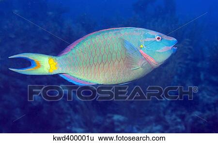 Stoplight Parrotfish on Caribbean reef. View Large Photo Image Stock Photograph - Stoplight Parrotfish on Caribbean reef.. Fotosearch