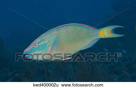 Stock Photograph - Stoplight Parrotfish on Caribbean reef.. Fotosearch