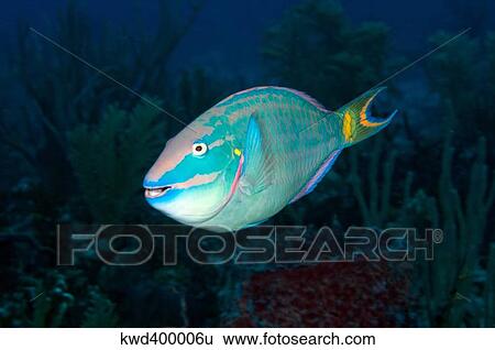 Stoplight Parrotfish on Caribbean reef. View Large Photo Image Stock Photograph - Stoplight Parrotfish on Caribbean reef.. Fotosearch
