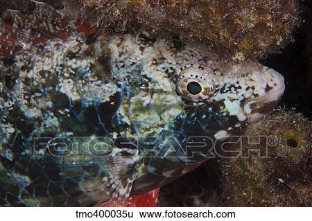 Stoplight parrotfish sleeping at night. View Large Photo Image Stock Photograph - Stoplight parrotfish sleeping at night.. Fotosearch