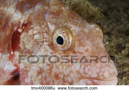 Stoplight parrotfish sleeping at night. View Large Photo Image Stock Photograph - Stoplight parrotfish sleeping at night.. Fotosearch