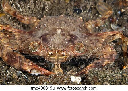 Strange looking crab, Papua New Guinea. View Large Photo Image Stock Photograph - Strange looking crab, Papua New Guinea.. Fotosearch
