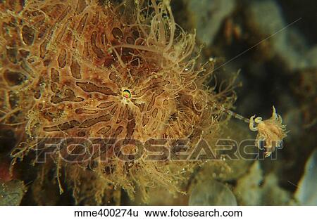 Stock Photograph - Striated Frogfish, North Sulawesi, Indonesia.. Fotosearch