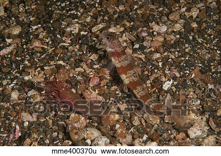 Stock Photograph - Striated goby and blind shrimp, North Sulawesi.. Fotosearch