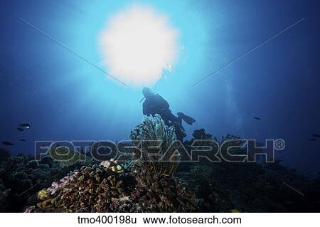Sunburst above a diver amongst the reefs in Fiji. View Large Photo Image Stock Photograph - Sunburst above a diver amongst the reefs in Fiji.. Fotosearch
