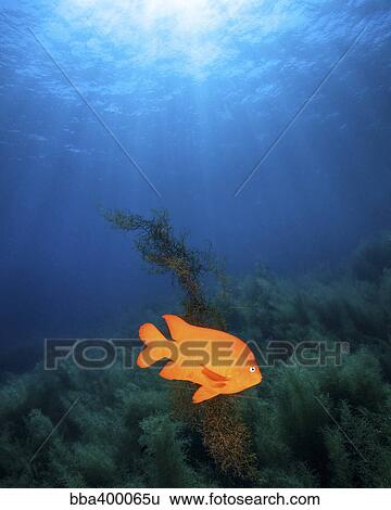 Sunrays shining on a Garibaldi damselfish. View Large Photo Image Stock Photograph - Sunrays shining on a Garibaldi damselfish.. Fotosearch