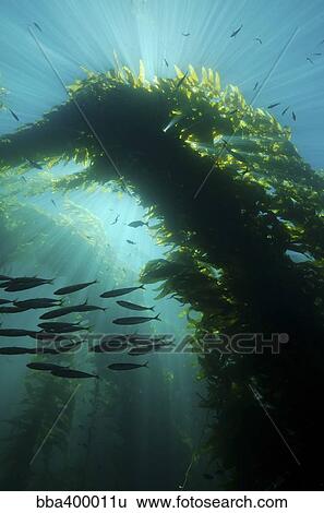Sunrays shining through a cathedral of kelp. View Large Photo Image Stock Photograph - Sunrays shining through a cathedral of kelp.. Fotosearch