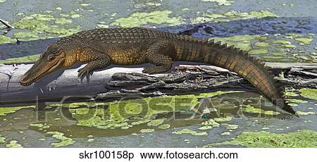 Susisuchus anatoceps, a small crocodyliform from the Early Cretaceous Period. View Large Illustration Stock Illustration - Susisuchus anatoceps, a small crocodyliform from the Early Cretaceous Period.. Fotosearch