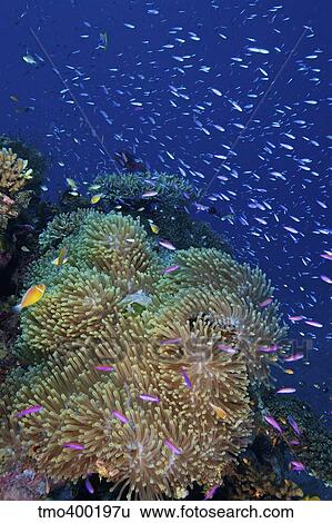 Swarms of small baitfish swim above a large sea anenome, Fiji. View Large Photo Image Stock Photograph - Swarms of small baitfish swim above a large sea anenome, Fiji.. Fotosearch