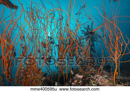Stock Photograph - Tangle of wiry red corals with black crinoid.. Fotosearch