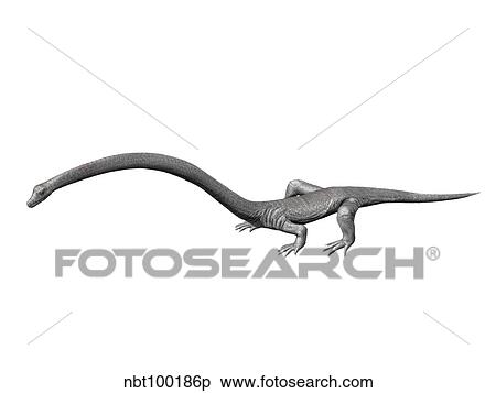 Tanystropheus is an archosauromorph from the Middle Triassic period. View Large Illustration Stock Illustration - Tanystropheus is an archosauromorph from the Middle Triassic period.. Fotosearch