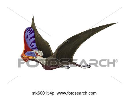 Tapejara, a genus of Brazilian pterosaur from the Cretaceous Period. View Large Illustration Stock Illustration - Tapejara, a genus of Brazilian pterosaur from the Cretaceous Period.. Fotosearch