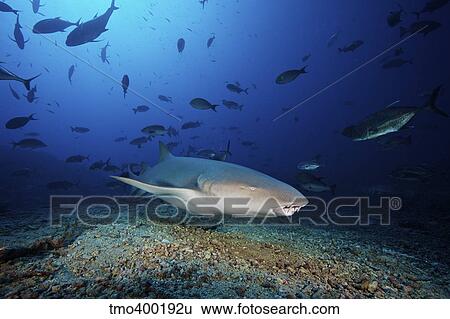 Stock Photograph - Tawny Nurse Shark swims away after eating some fish scraps, Fiji.. Fotosearch
