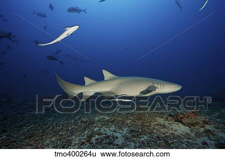 Tawny Nurse Shark swims away after eating some fish scraps, Fiji. View Large Photo Image Stock Photograph - Tawny Nurse Shark swims away after eating some fish scraps, Fiji.. Fotosearch