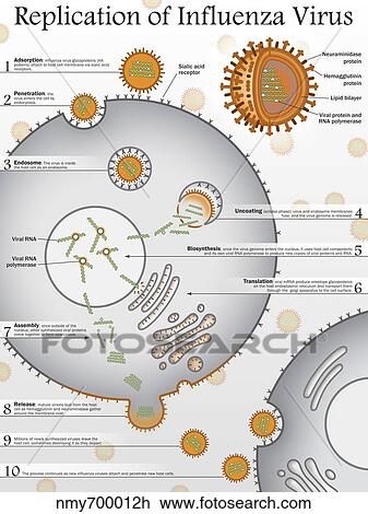 Drawing - Ten steps to the replication of the Influenza Virus.. Fotosearch