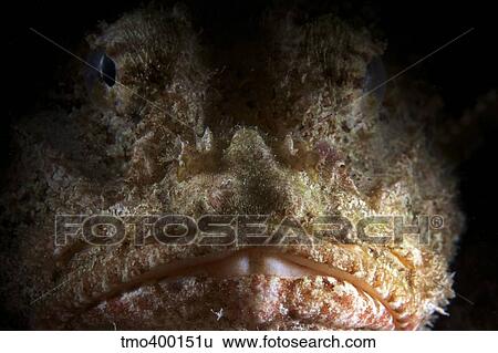 Stock Photograph - The face of a Spotted Scorpionfish.. Fotosearch