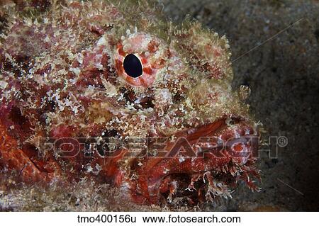 The face of a Spotted Scorpionfish. View Large Photo Image Stock Photograph - The face of a Spotted Scorpionfish.. Fotosearch