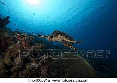 The hawksbill sea turtle, Bonaire, Caribbean Netherlands. View Large Photo Image Stock Photograph - The hawksbill sea turtle, Bonaire, Caribbean Netherlands.. Fotosearch