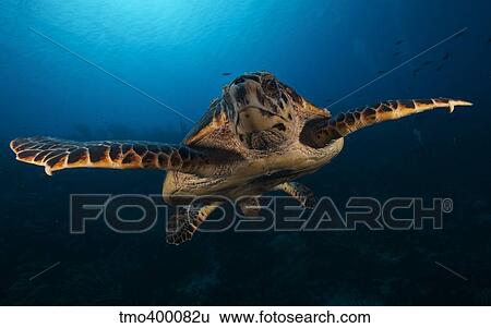The hawksbill sea turtle, Bonaire, Caribbean Netherlands. View Large Photo Image Stock Photograph - The hawksbill sea turtle, Bonaire, Caribbean Netherlands.. Fotosearch