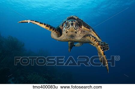 The hawksbill sea turtle, Bonaire, Caribbean Netherlands. View Large Photo Image Stock Photograph - The hawksbill sea turtle, Bonaire, Caribbean Netherlands.. Fotosearch