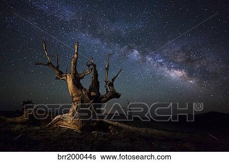 The Milky Way and a dead bristlecone pine tree in the White Mountains, California. View Large Photo Image Stock Photograph - The Milky Way and a dead bristlecone pine tree in the White Mountains, California.. Fotosearch