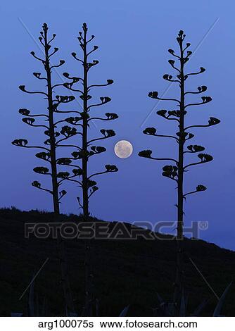 The moon rising between agave trees, Miramar, Argentina. View Large Photo Image Stock Photograph - The moon rising between agave trees, Miramar, Argentina.. Fotosearch