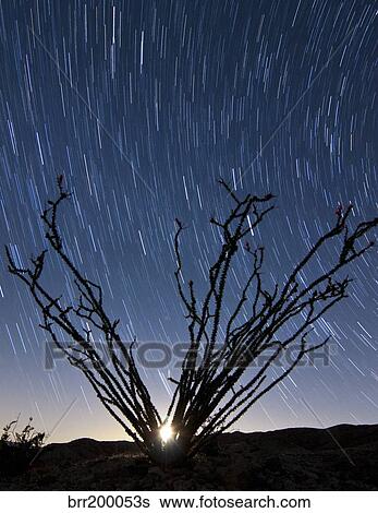 The setting moon is visible through the thorny branches on an ocotillo, California. View Large Photo Image Stock Photograph - The setting moon is visible through the thorny branches on an ocotillo, California.. Fotosearch