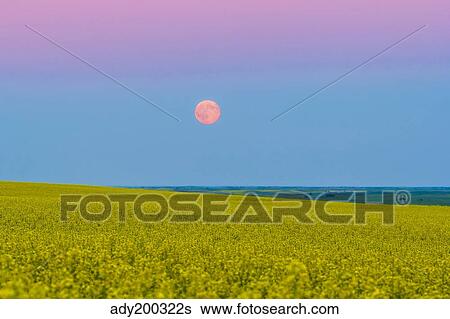 Stock Photograph - The supermoon rising above a canola field in southern Alberta, Canada.. Fotosearch