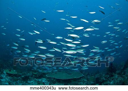 Thick school of fusilier fish in blue water, Komodo, Indonesia. View Large Photo Image Stock Photograph - Thick school of fusilier fish in blue water, Komodo, Indonesia.. Fotosearch